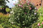 Garteneibisch 'Tricolor' - Hibiscus syriacus 'Tricolor' - 3 verschiedene Blüten