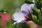 Garteneibisch 'Tricolor' - Hibiscus syriacus 'Tricolor' - 3 verschiedene Blüten