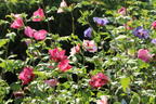 Garteneibisch 'Tricolor' - Hibiscus syriacus 'Tricolor' - 3 verschiedene Blüten
