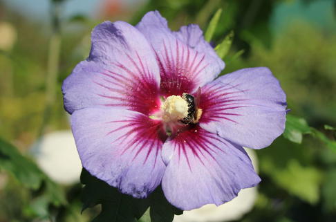 Garteneibisch 'Ultramarine' ® - Hibiscus 'Ultramarine' ®