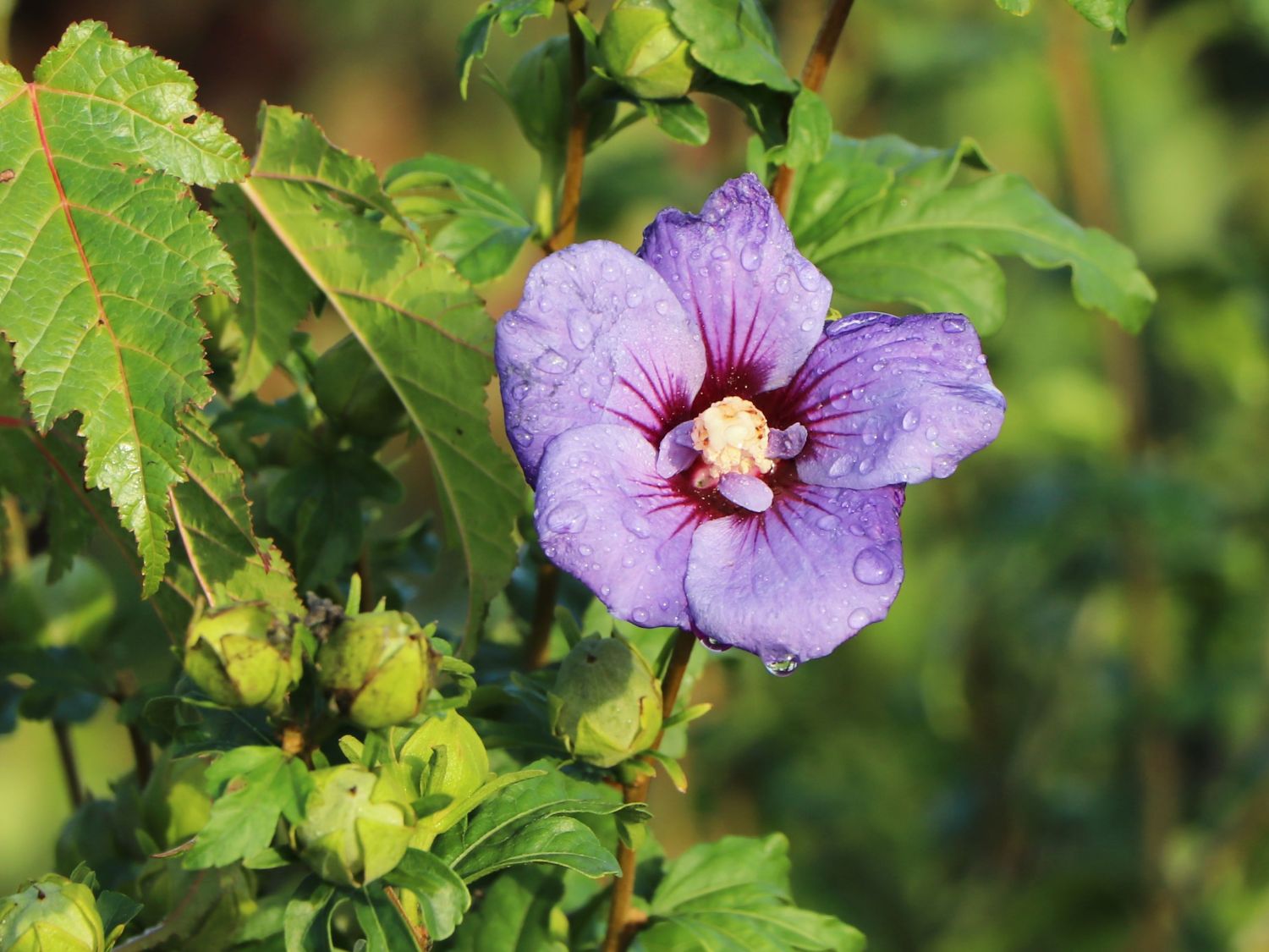 Garteneibisch 'Ultramarine' ® Hibiscus 'Ultramarine' ® Baumschule