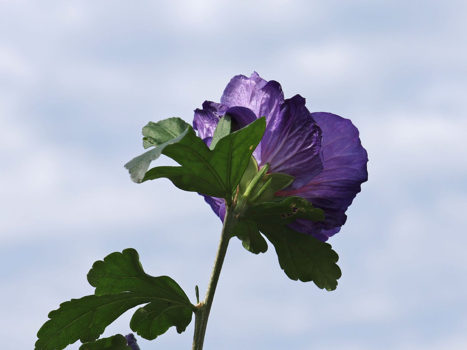 Garteneibisch 'Ultramarine' ® Hibiscus 'Ultramarine' ® Baumschule