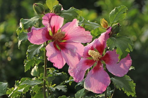 Garteneibisch 'Walberton's Rose Moon' - Hibiscus syriacus 'Walberton's Rose Moon'