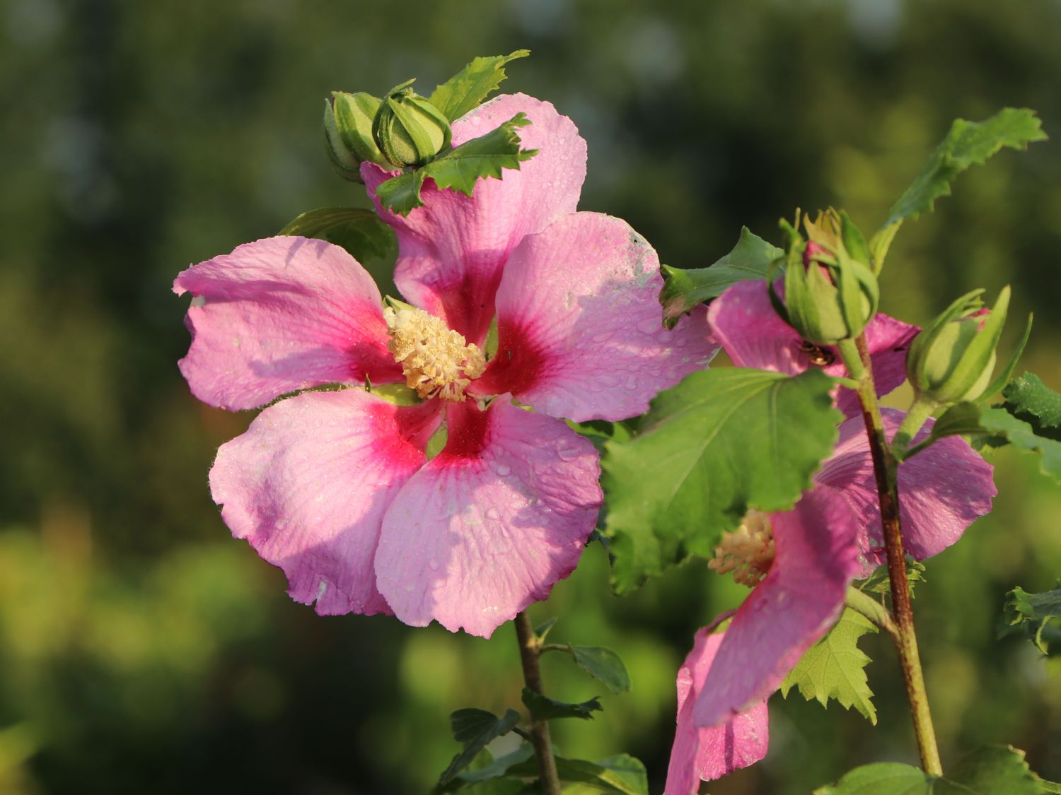 Garteneibisch 'Walberton's Rose Moon' - Hibiscus syriacus 'Walberton's Rose Moon'
