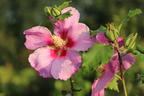 Garteneibisch 'Walberton's Rose Moon' - Hibiscus syriacus 'Walberton's Rose Moon'