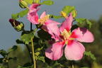 Garteneibisch 'Walberton's Rose Moon' - Hibiscus syriacus 'Walberton's Rose Moon'