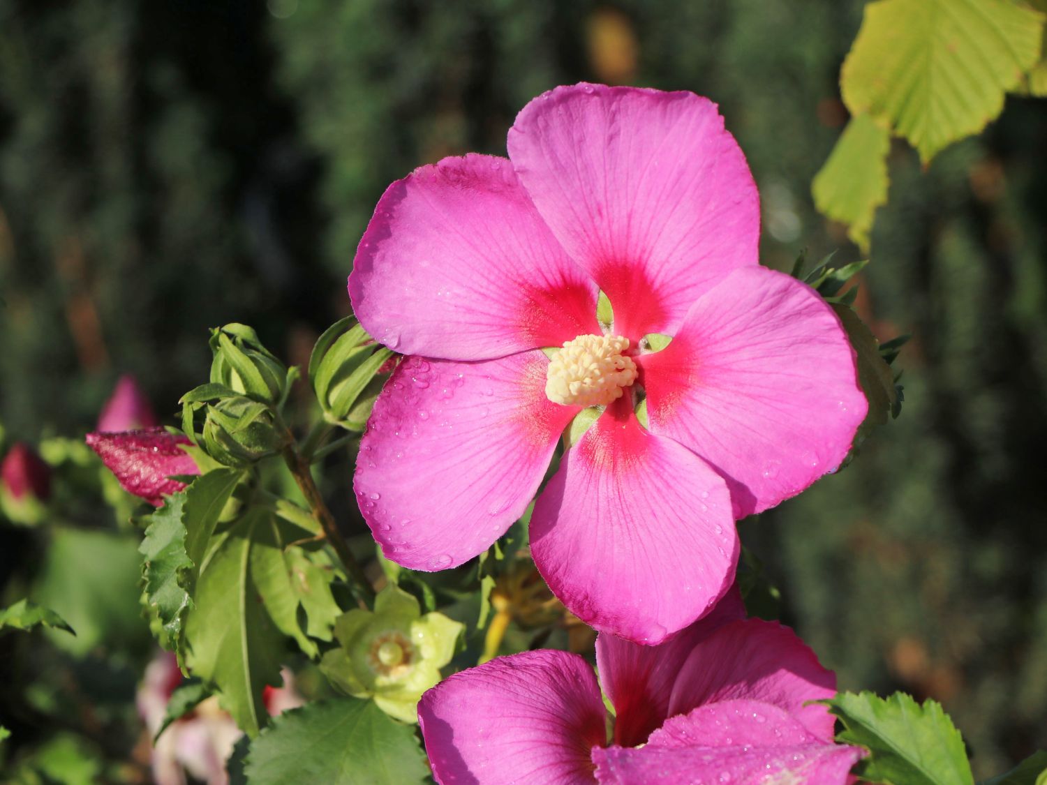 Garteneibisch 'Walberton's Rose Moon' - Hibiscus syriacus 'Walberton's Rose Moon'