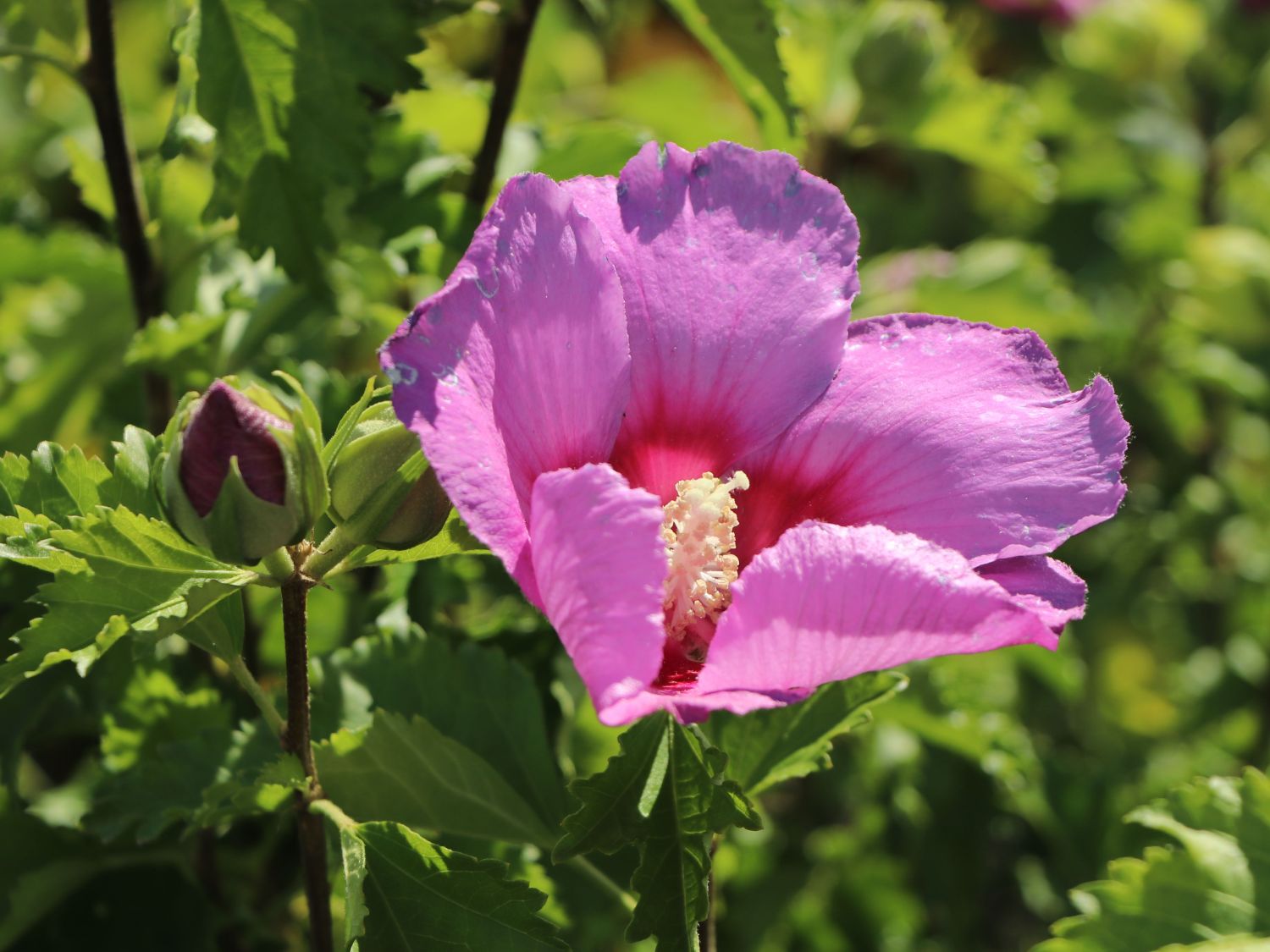 Garteneibisch 'Walberton's Rose Moon' - Hibiscus syriacus 'Walberton's Rose Moon'