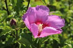 Garteneibisch 'Walberton's Rose Moon' - Hibiscus syriacus 'Walberton's Rose Moon'
