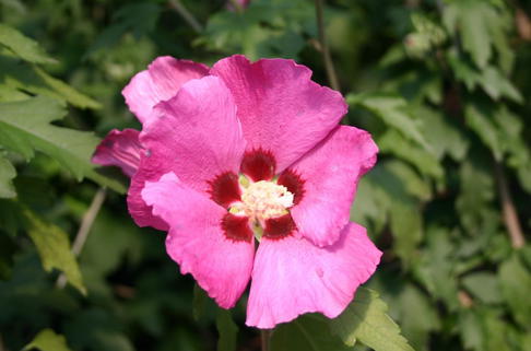 Garteneibisch 'Woodbridge' - Hibiscus syriacus 'Woodbridge'