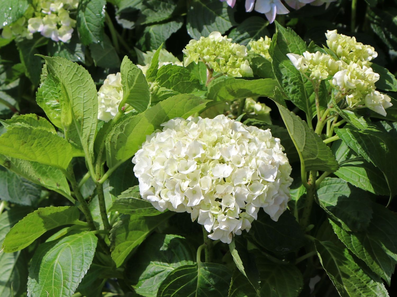 Gartenhortensie Forever & Ever ® WHITE