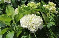Gartenhortensie Forever & Ever ® WHITE