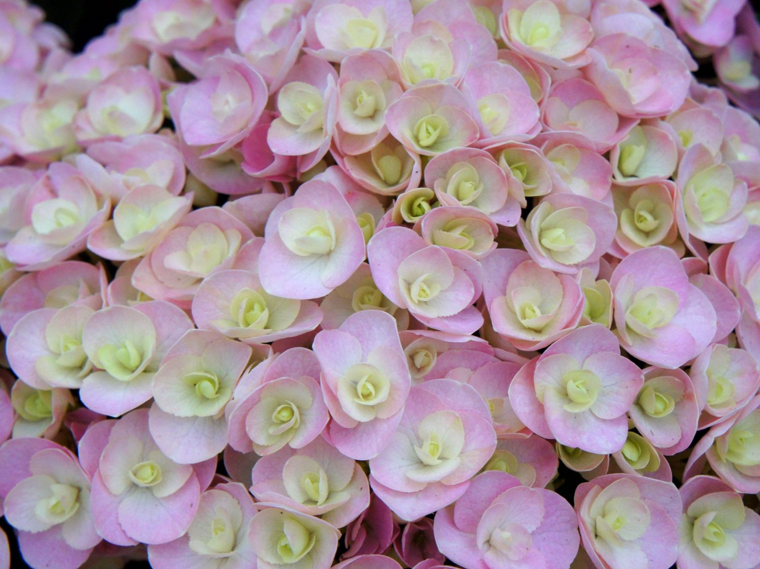 Gartenhortensie 'Love' - Hydrangea macrophylla 'Love'