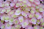 Gartenhortensie 'Love' - Hydrangea macrophylla 'Love'