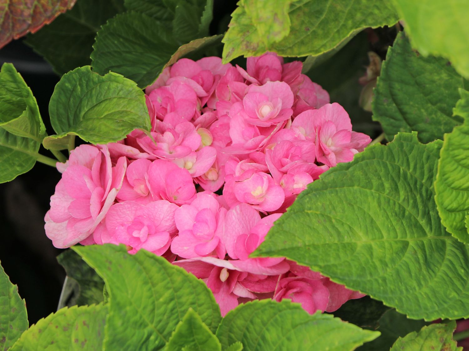 Gartenhortensie 'Love' - Hydrangea macrophylla 'Love'