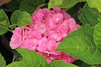 Gartenhortensie 'Love' - Hydrangea macrophylla 'Love'