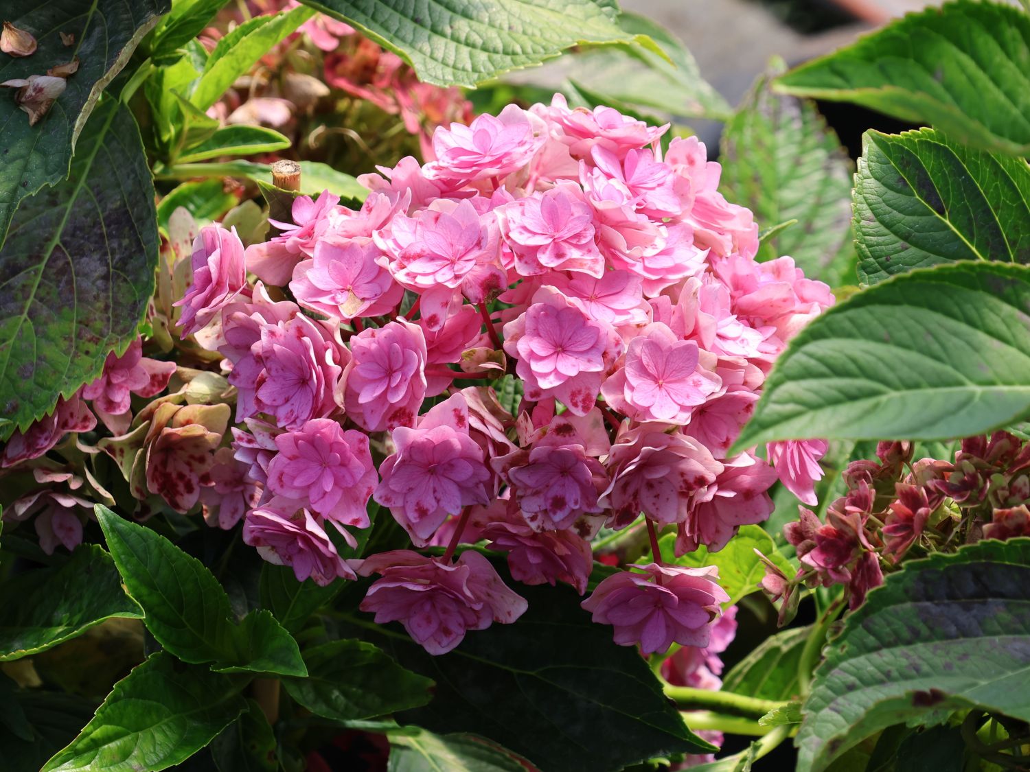 Gartenhortensie 'Love' - Hydrangea macrophylla 'Love'