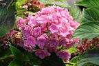 Gartenhortensie 'Love' - Hydrangea macrophylla 'Love'
