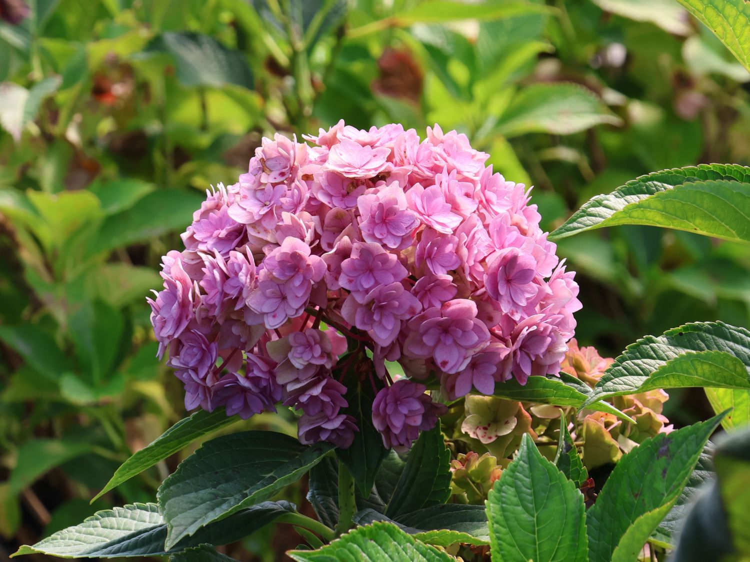 Gartenhortensie 'Love' - Hydrangea macrophylla 'Love'