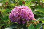 Gartenhortensie 'Love' - Hydrangea macrophylla 'Love'