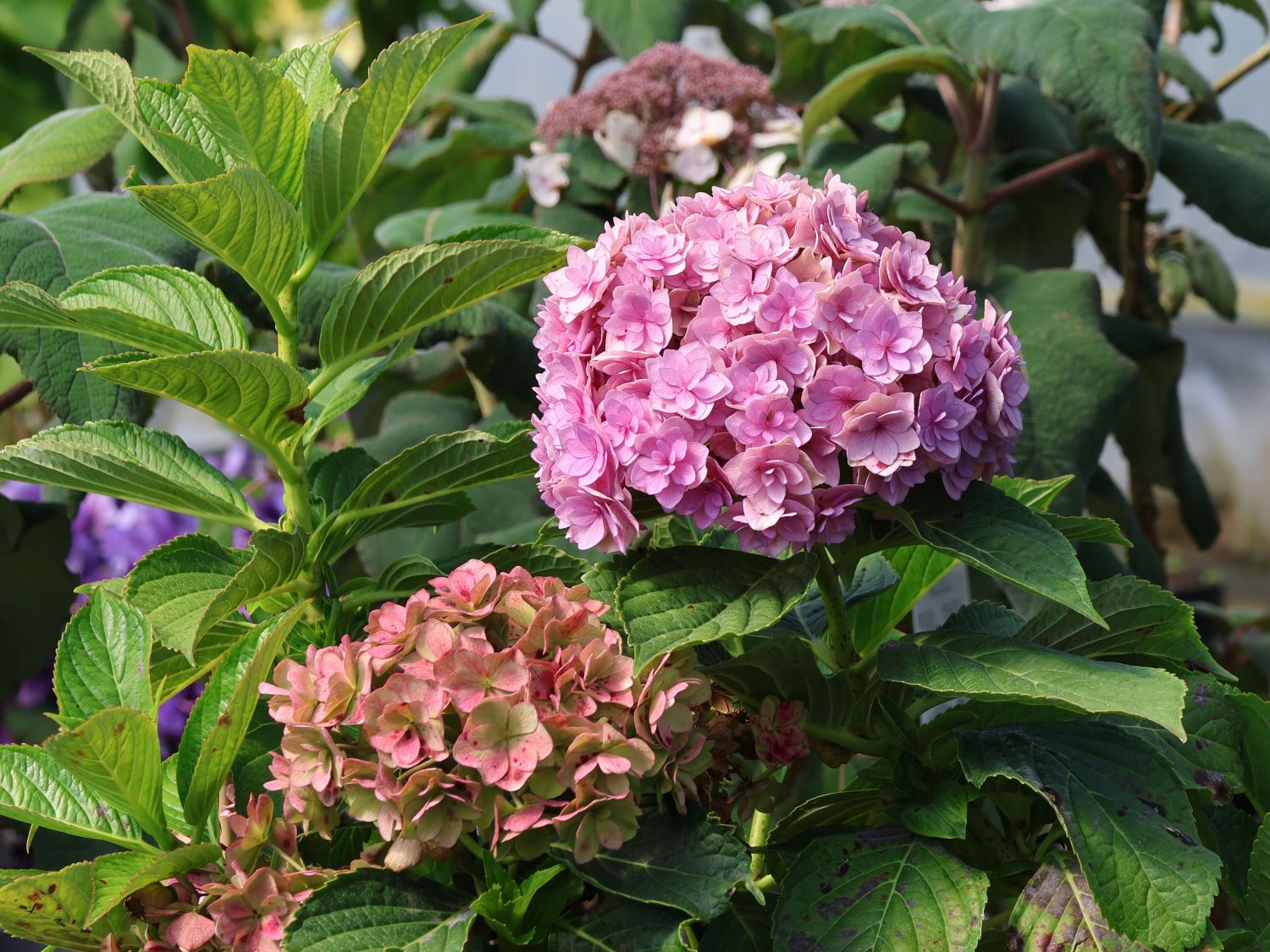 Gartenhortensie 'Love' - Hydrangea macrophylla 'Love'