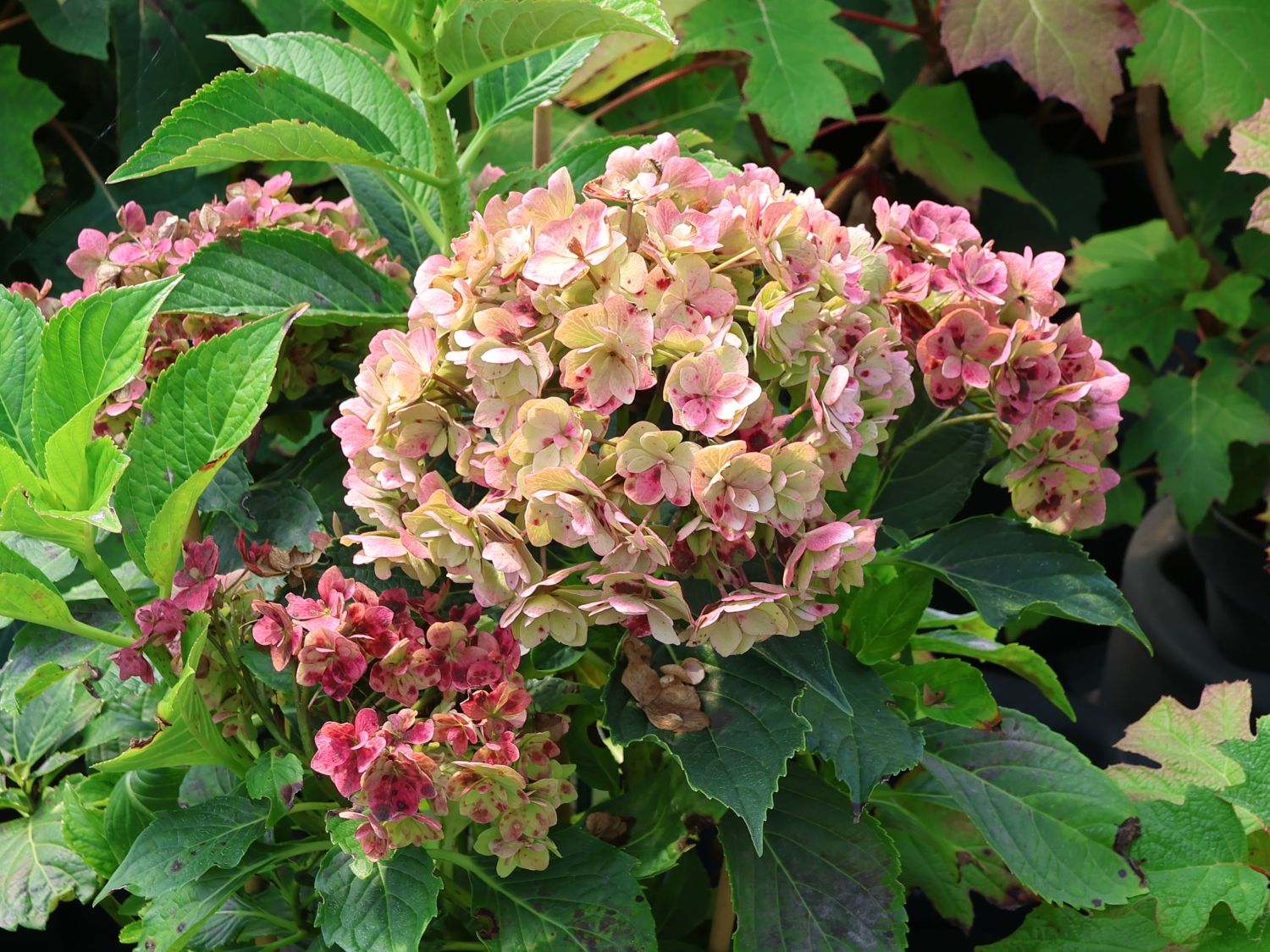 Gartenhortensie 'Love' - Hydrangea macrophylla 'Love'