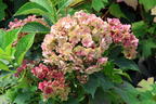 Gartenhortensie 'Love' - Hydrangea macrophylla 'Love'
