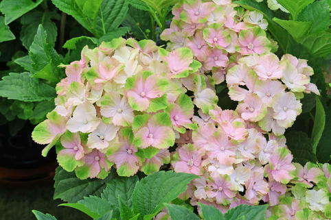 Gartenhortensie (S)witch ® 'Thalassa whitepink' - Hydrangea macrophylla (S)witch (R) 'Thalassa whitepink'