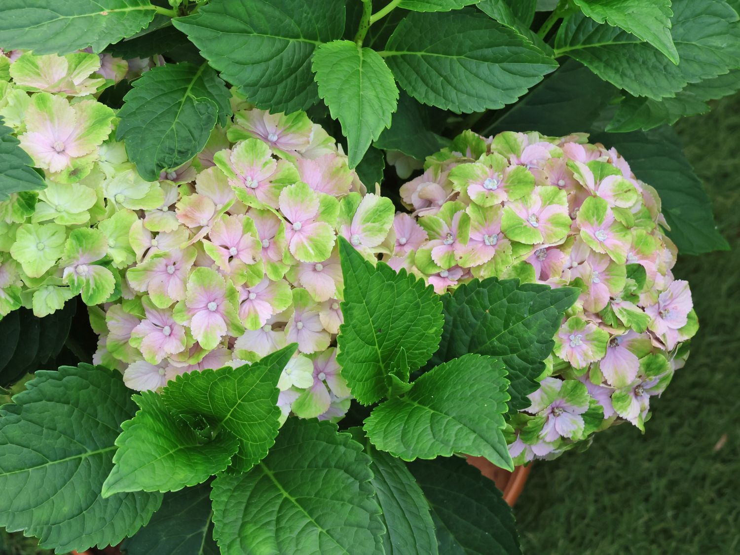 Gartenhortensie (S)witch ® 'Thalassa whitepink' - Hydrangea macrophylla (S)witch (R) 'Thalassa whitepink'
