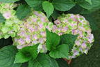 Gartenhortensie (S)witch ® 'Thalassa whitepink' - Hydrangea macrophylla (S)witch (R) 'Thalassa whitepink'