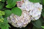 Gartenhortensie (S)witch ® 'Thalassa whitepink' - Hydrangea macrophylla (S)witch (R) 'Thalassa whitepink'