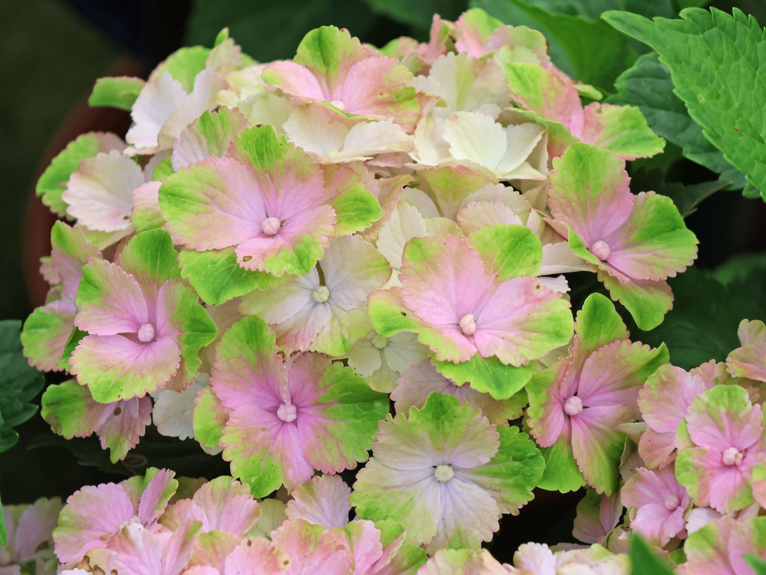 Gartenhortensie (S)witch ® 'Thalassa whitepink' - Hydrangea macrophylla (S)witch (R) 'Thalassa whitepink'