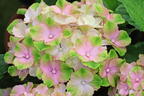 Gartenhortensie (S)witch ® 'Thalassa whitepink' - Hydrangea macrophylla (S)witch (R) 'Thalassa whitepink'