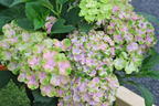 Gartenhortensie (S)witch ® 'Thalassa whitepink' - Hydrangea macrophylla (S)witch (R) 'Thalassa whitepink'