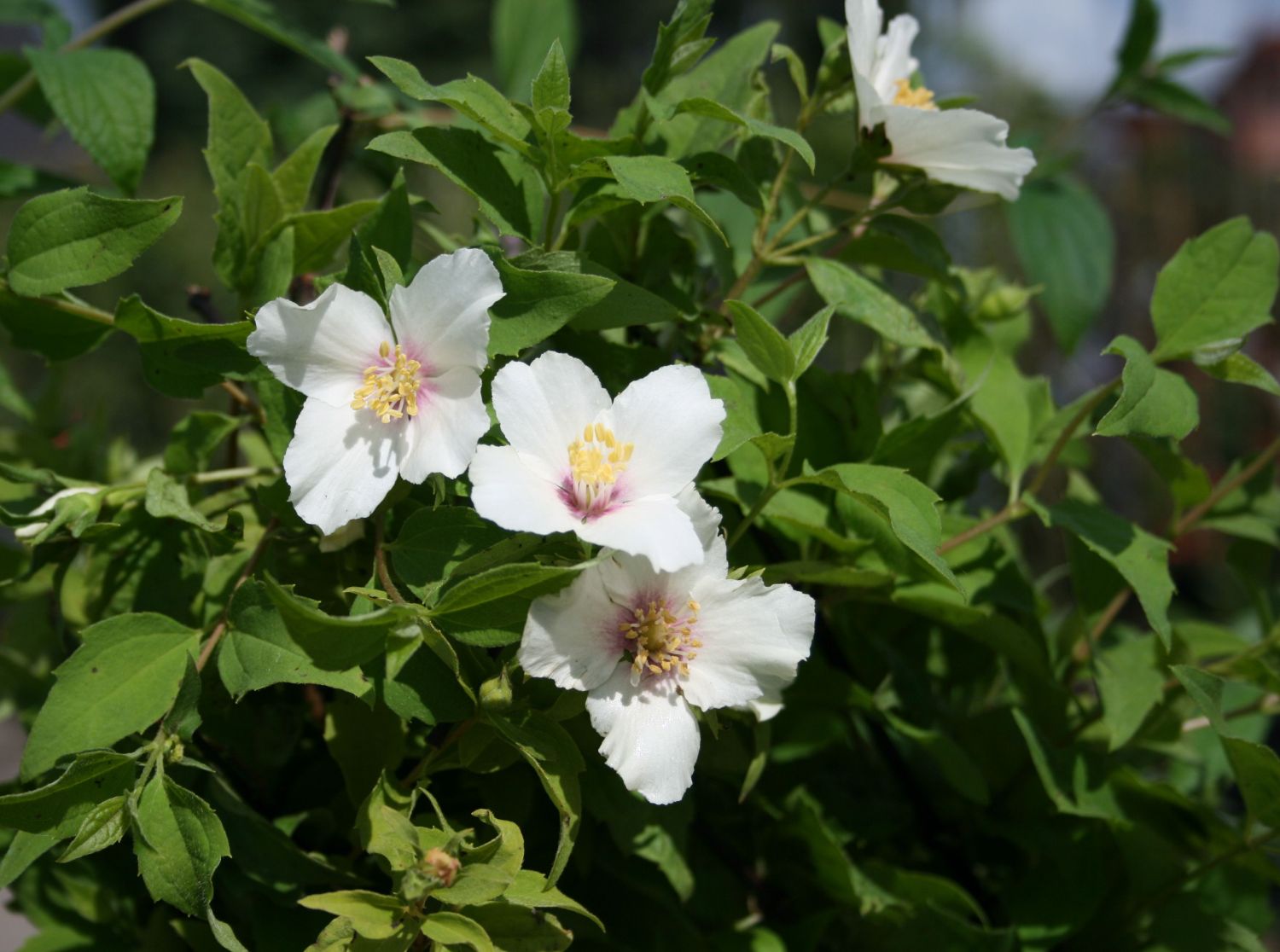 Gartenjasmin 'Belle Etoile'