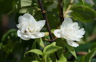 Gartenjasmin 'Manteau d' Hermine'