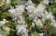 Gartenjasmin 'Minnesota Snowflake'