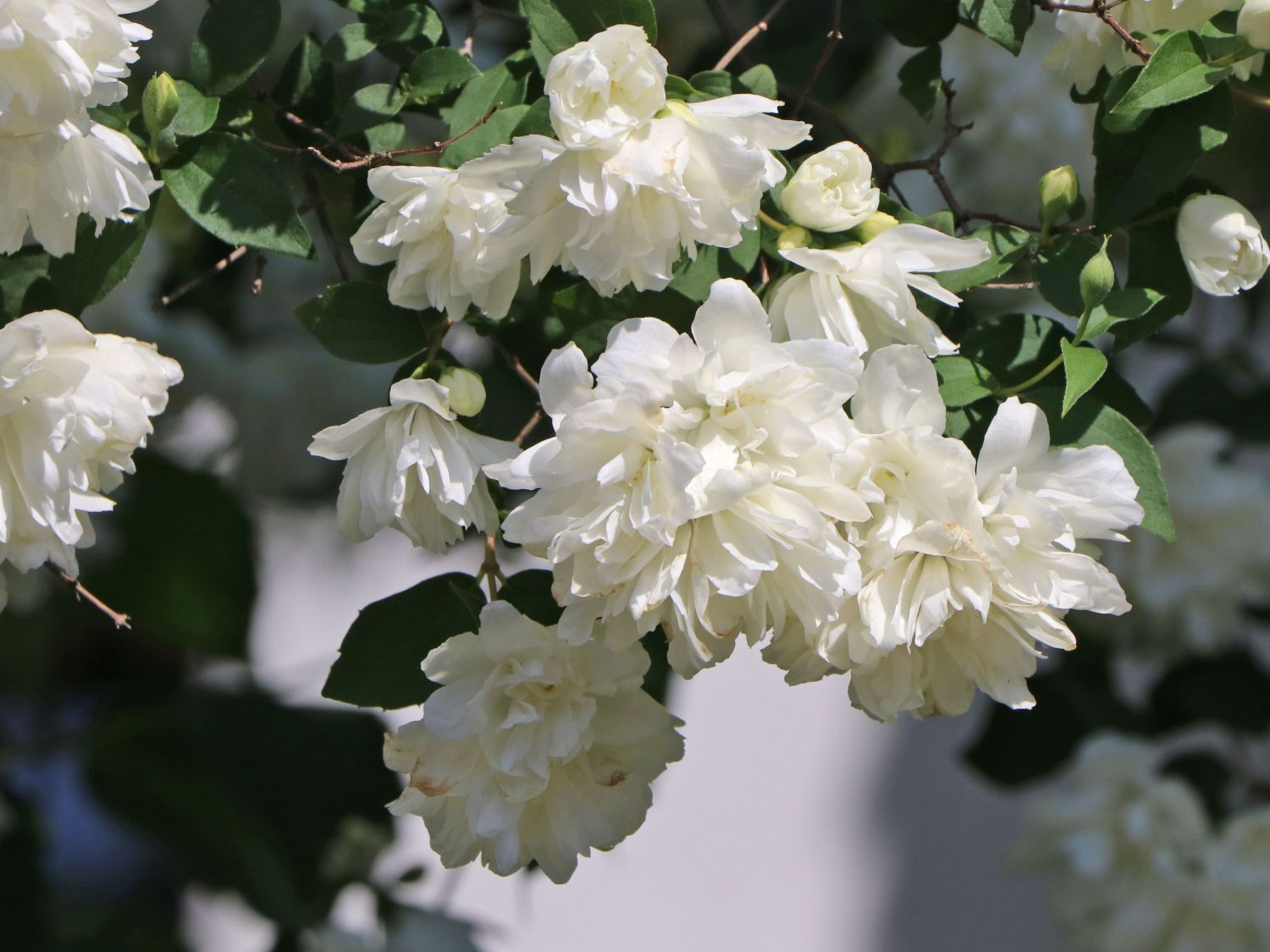 Gartenjasmin 'Pearls of Perfume'