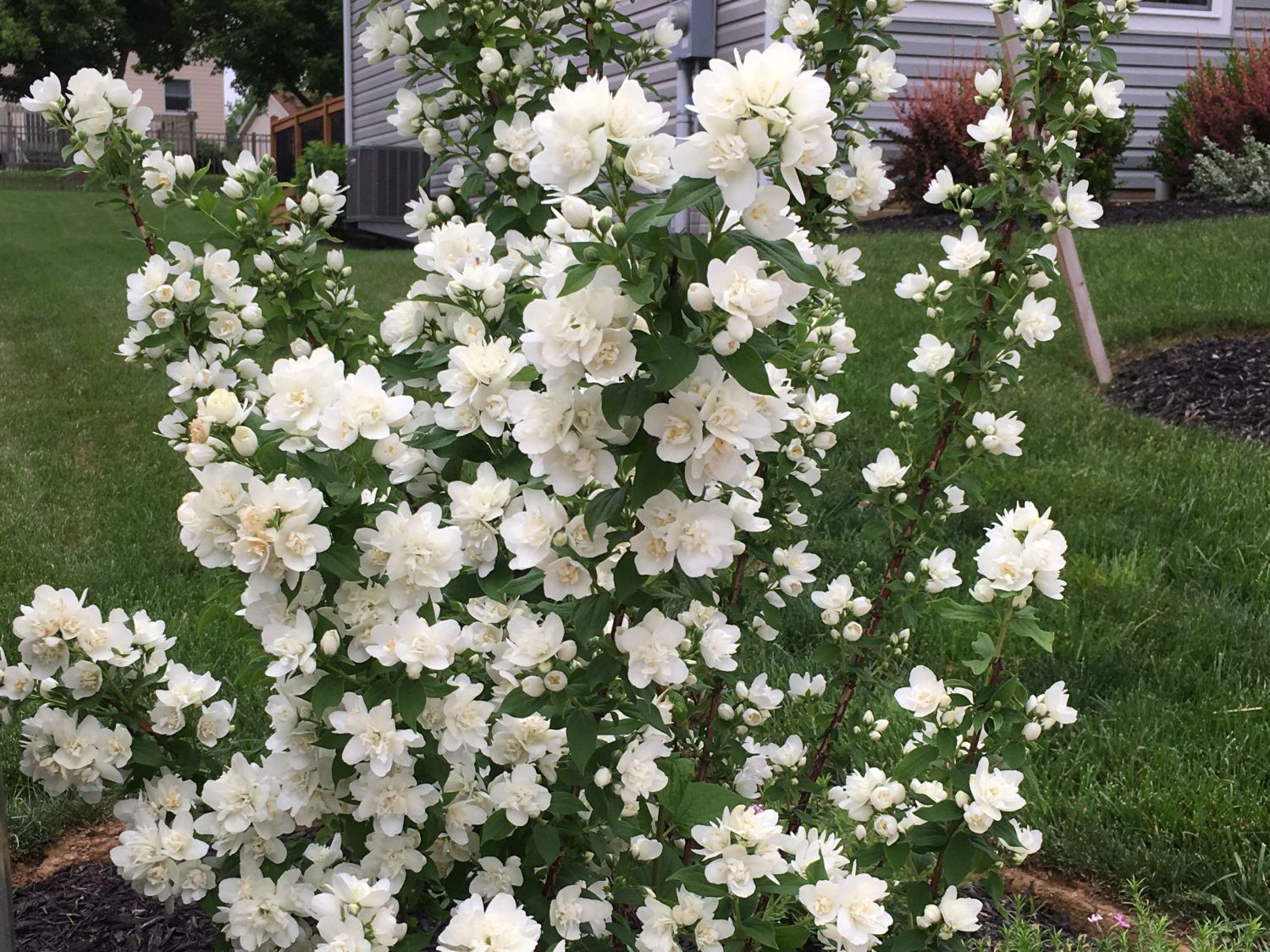 Gartenjasmin 'Pearls of Perfume' - Philadelphus coronarius 'Pearls of Perfume'