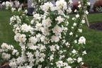 Gartenjasmin 'Pearls of Perfume' - Philadelphus coronarius 'Pearls of Perfume'