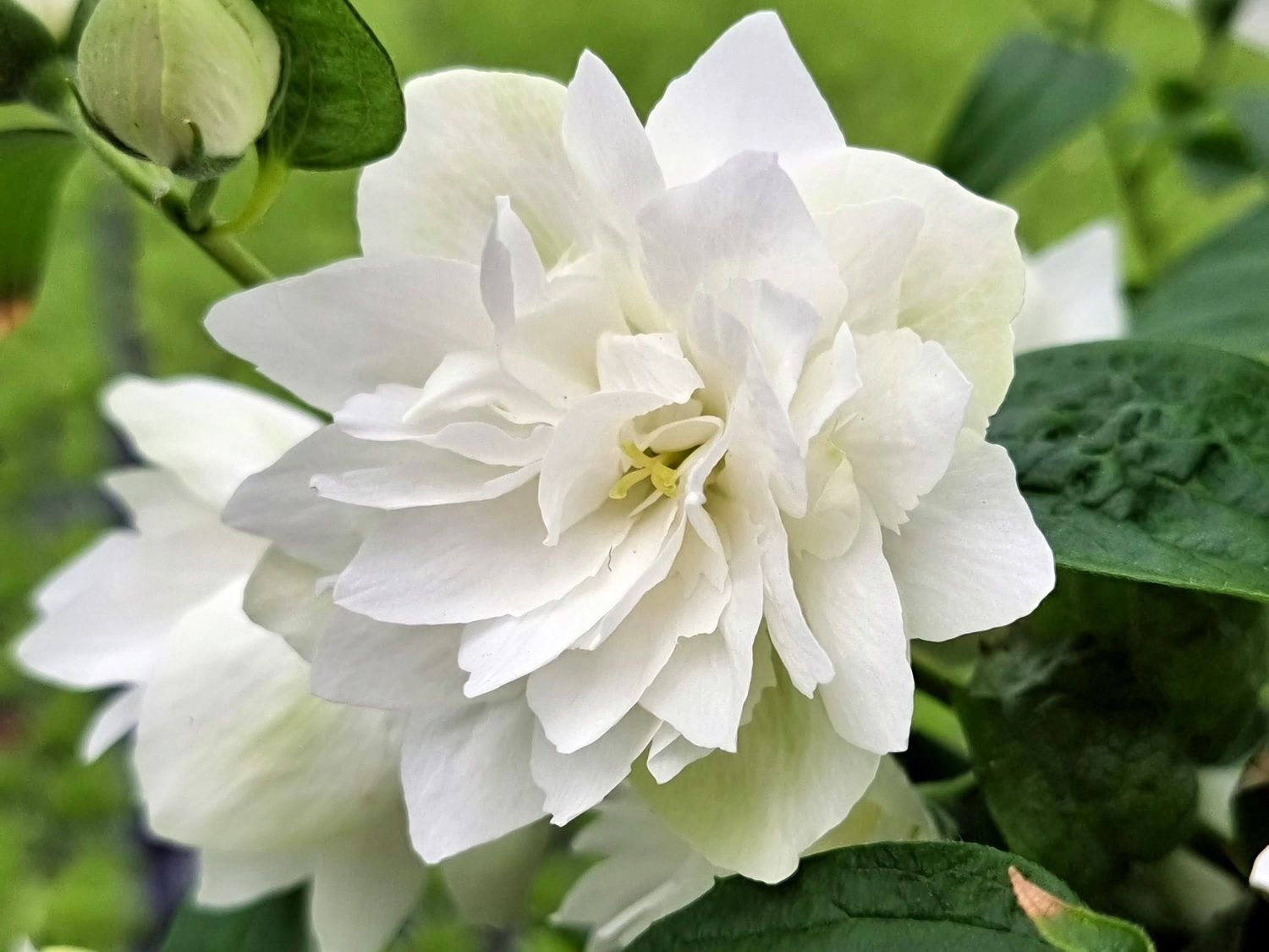 Gartenjasmin 'Pearls of Perfume' - Philadelphus coronarius 'Pearls of Perfume'