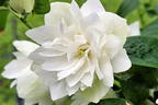 Gartenjasmin 'Pearls of Perfume' - Philadelphus coronarius 'Pearls of Perfume'