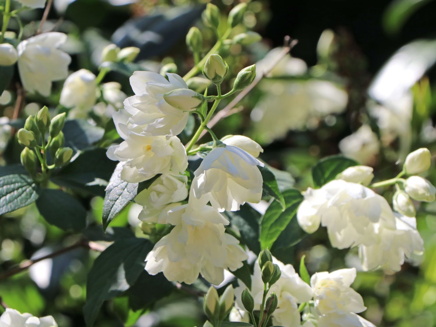 Gartenjasmin 'Snowbelle'