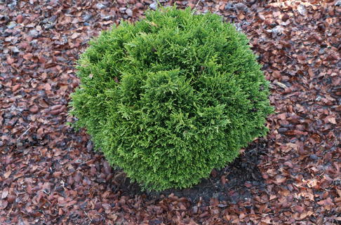 Gartenzypresse 'Green Globe' - Chamaecyparis lawsoniana 'Green Globe'