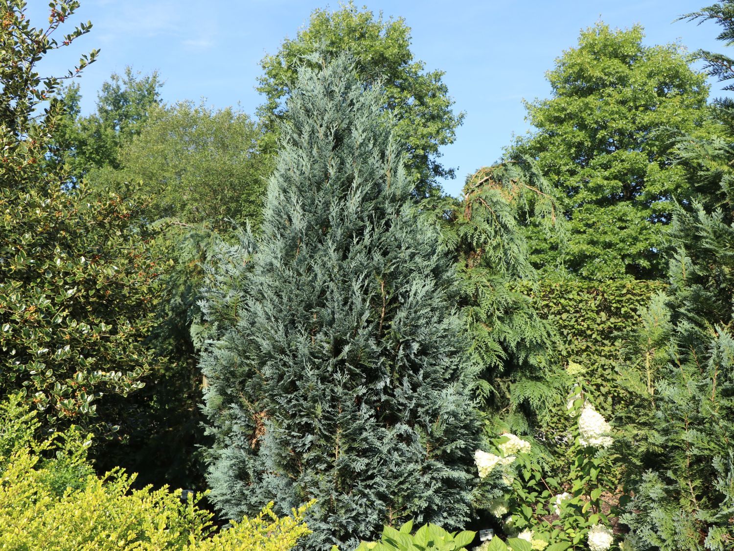 Gartenzypresse 'Van Pelts Blue'