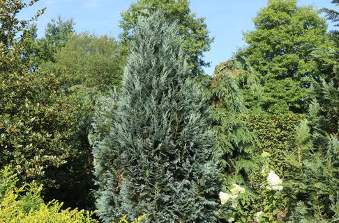 Gartenzypresse 'Van Pelts Blue' - Chamaecyparis lawsoniana 'Van Pelts Blue'