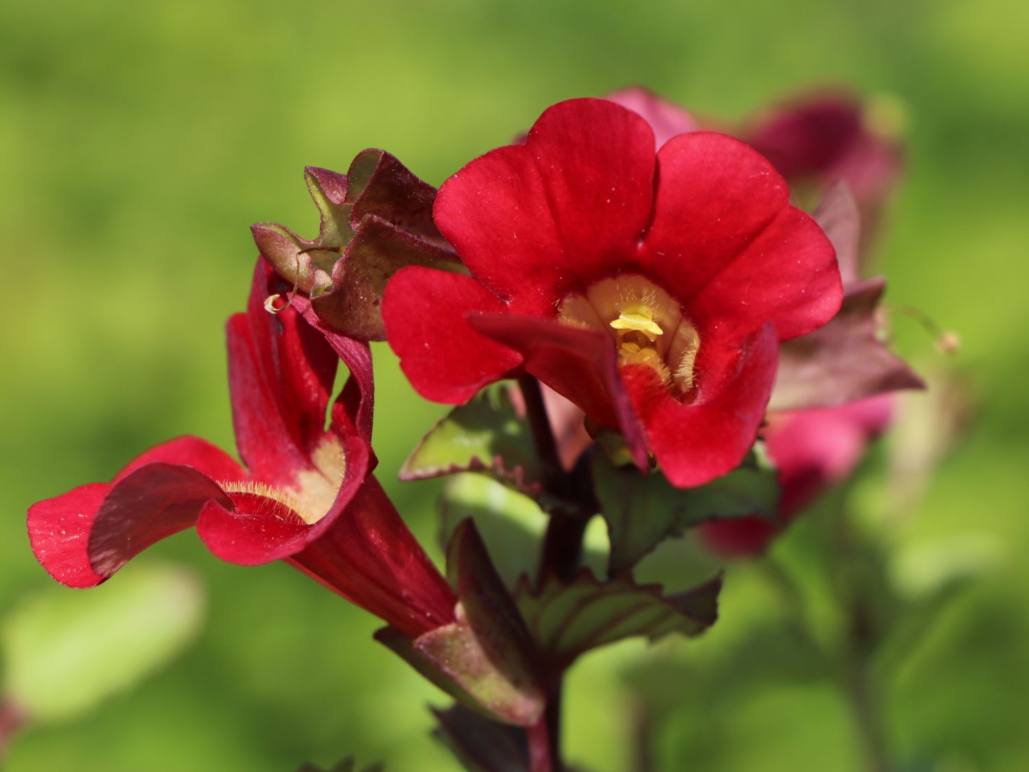 Gauklerblume 'Roter Kaiser' - Mimulus cupreus 'Roter Kaiser'
