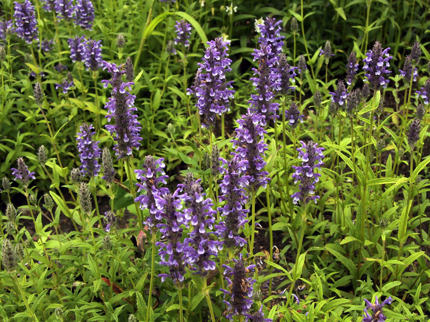 Katzenminzen (Nepeta)