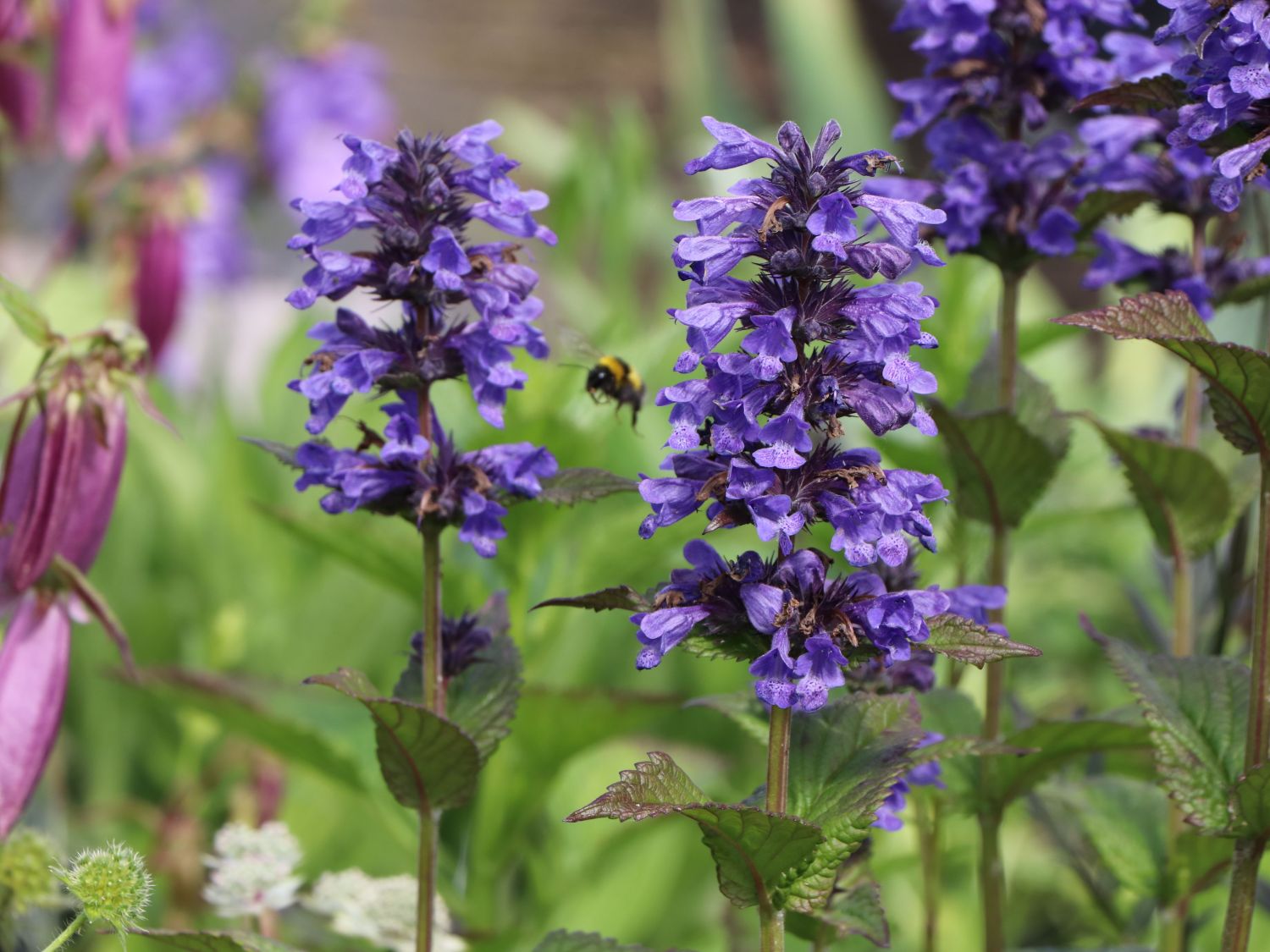 Geaderte Katzenminze 'Neptune'