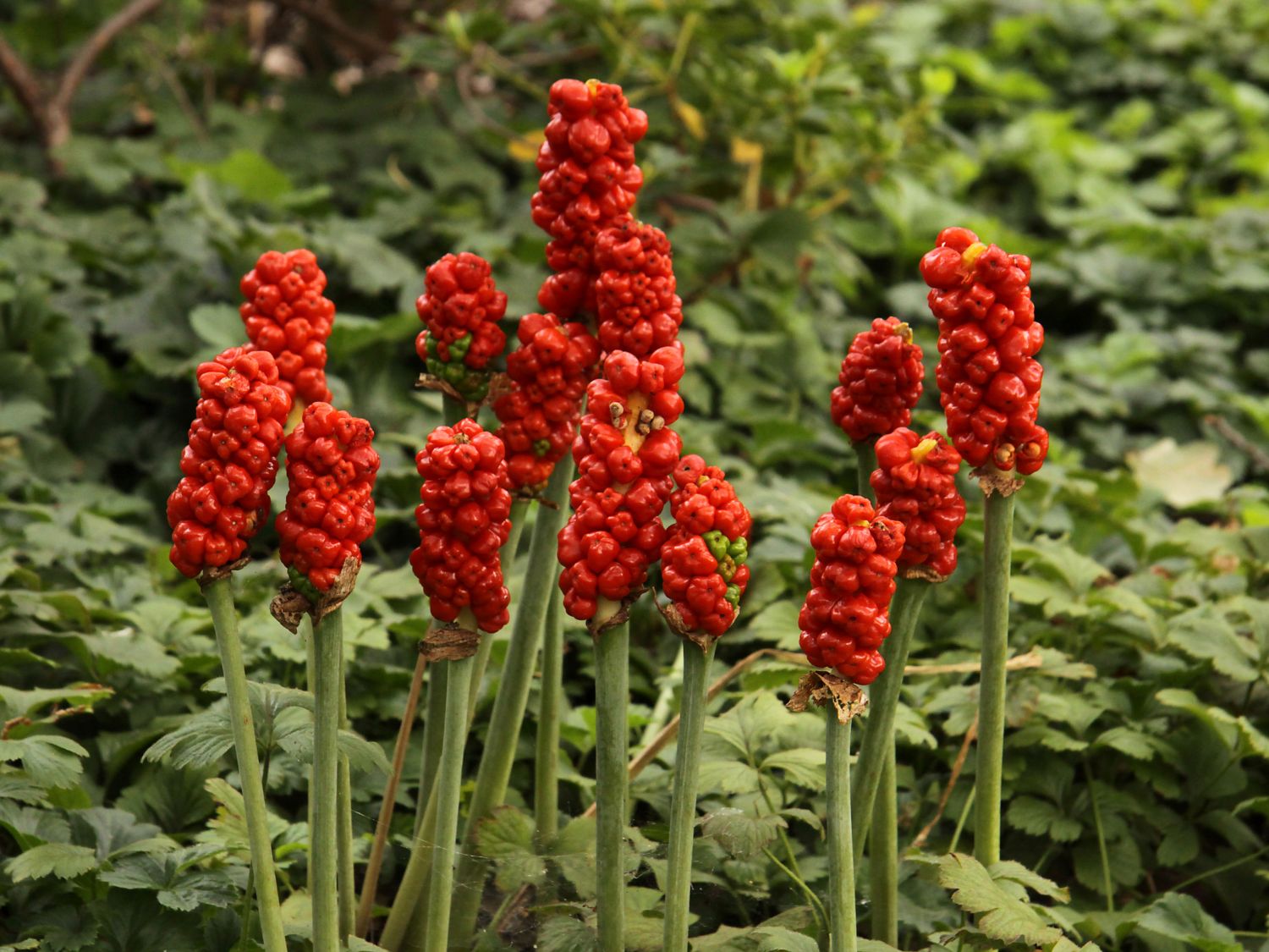 Geaderter Aronstab - Arum italicum